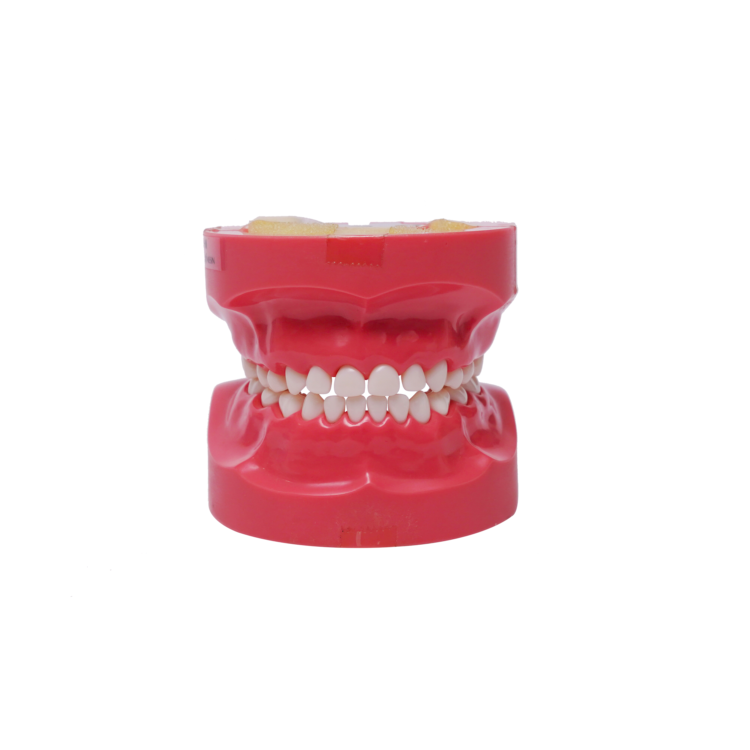 Nirmala Dental Dental Model